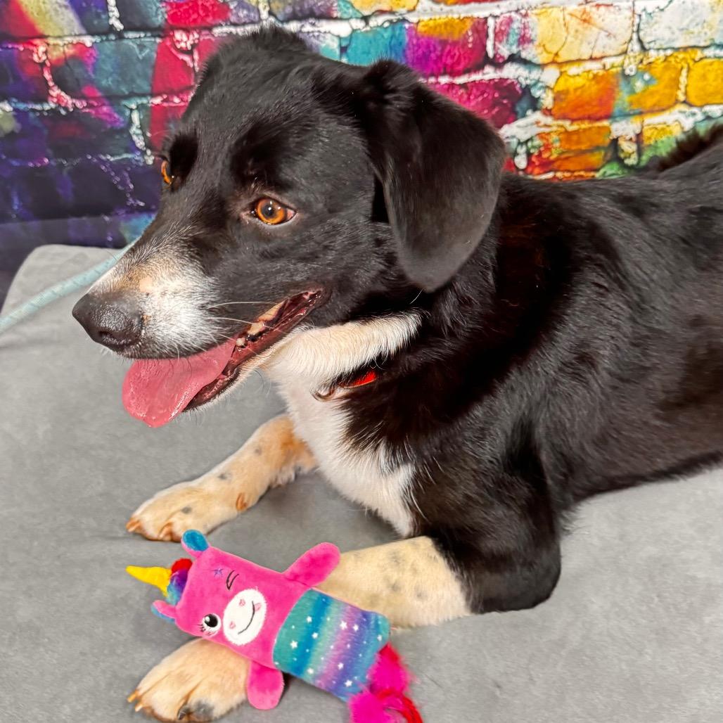 Enlarge Bailey, a Adoptable mixed breed in Franklin, NC image 6/6