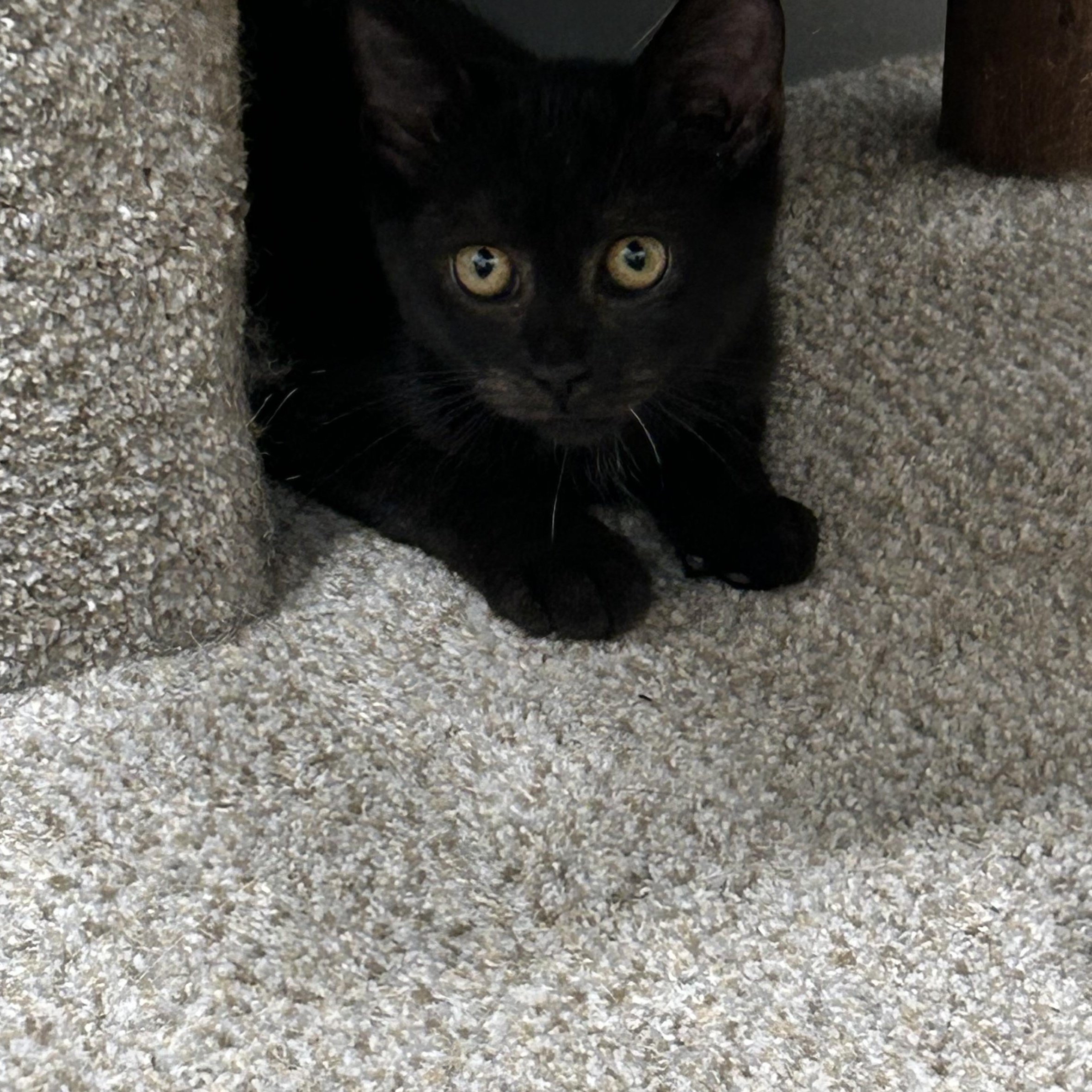 Jersey, a ADOPTABLE Domestic Short Hair in Columbus , OH image 3/3
