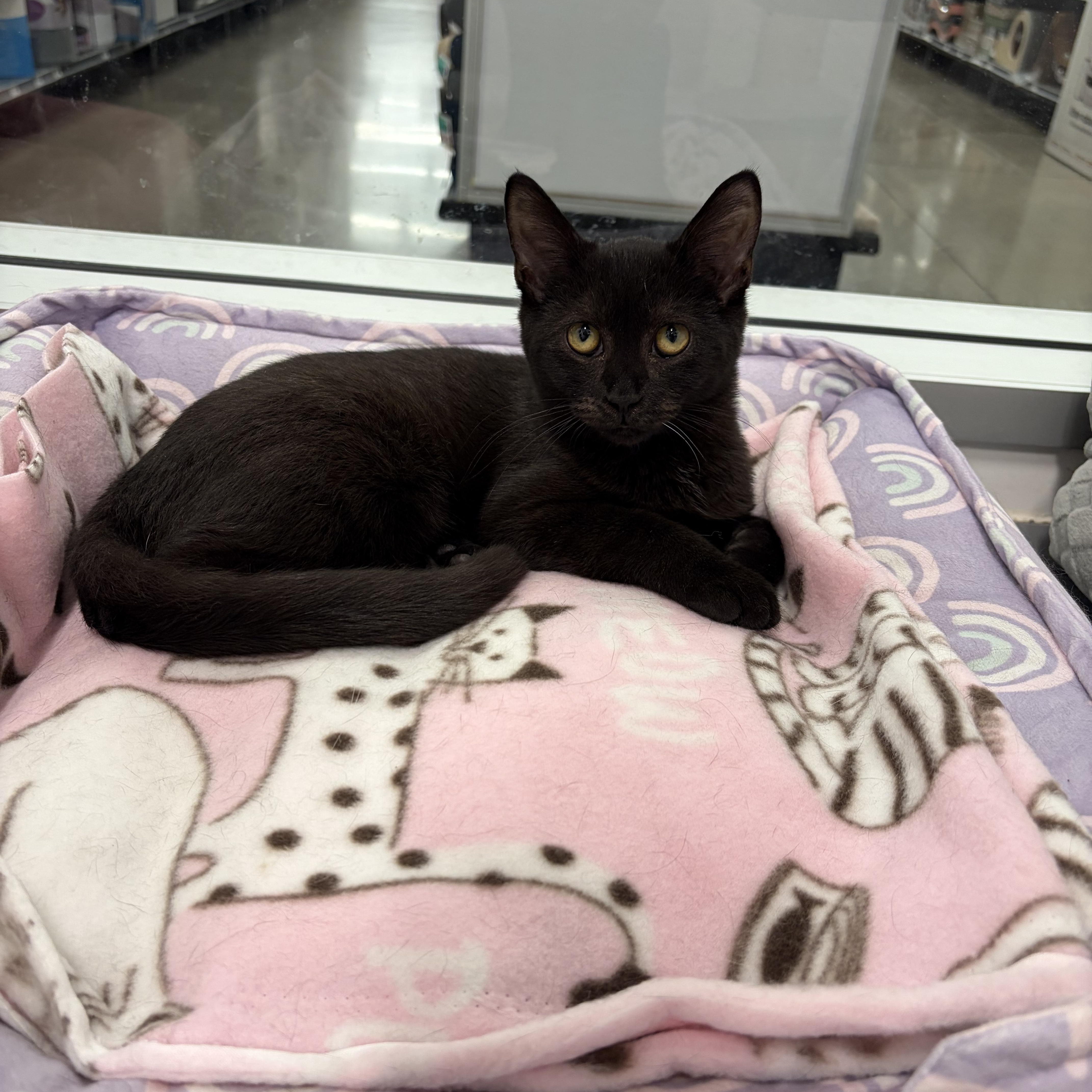 Jersey, ADOPTABLE, Kitten Female Domestic Short Hair.