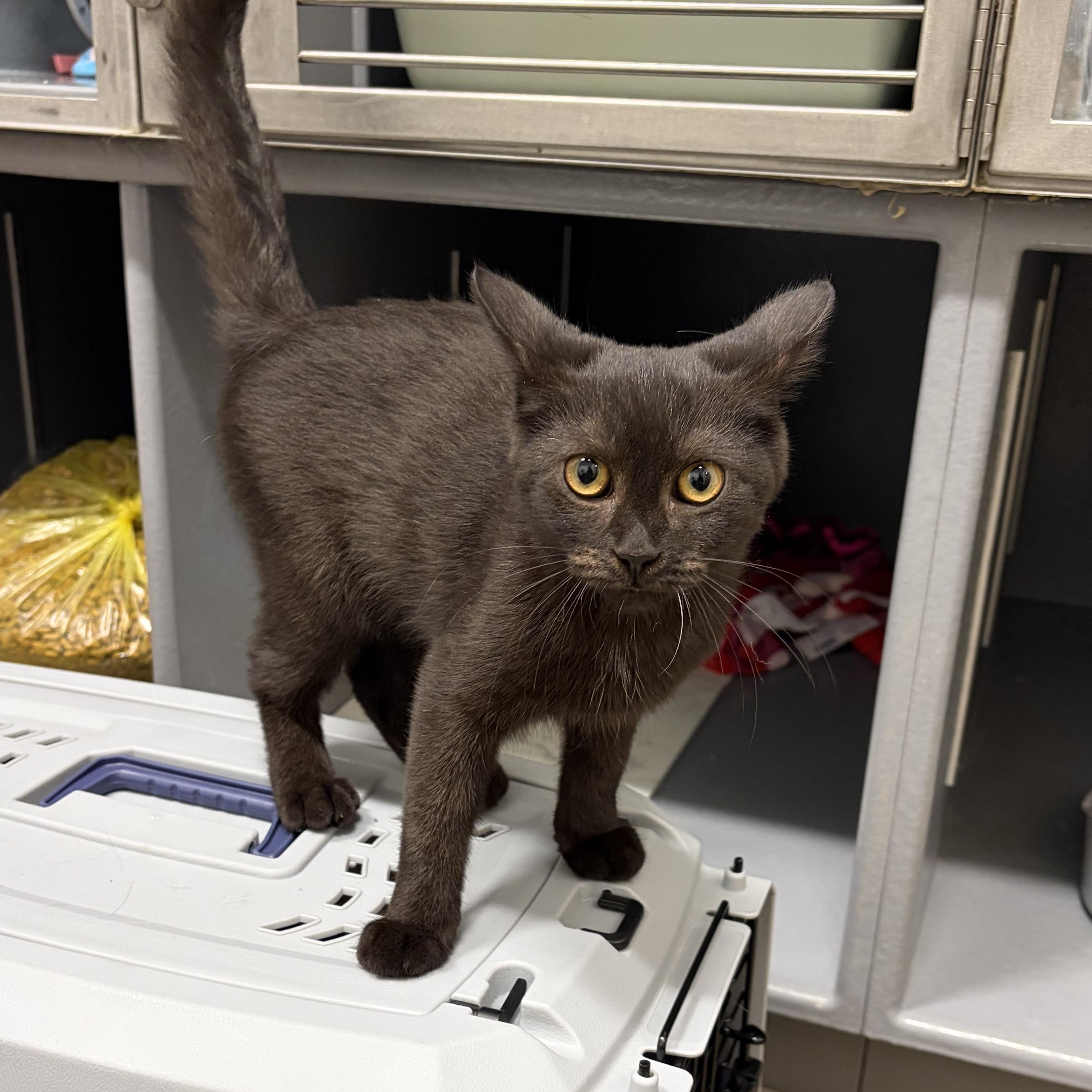 Jersey, ADOPTABLE, Kitten Female Domestic Short Hair.