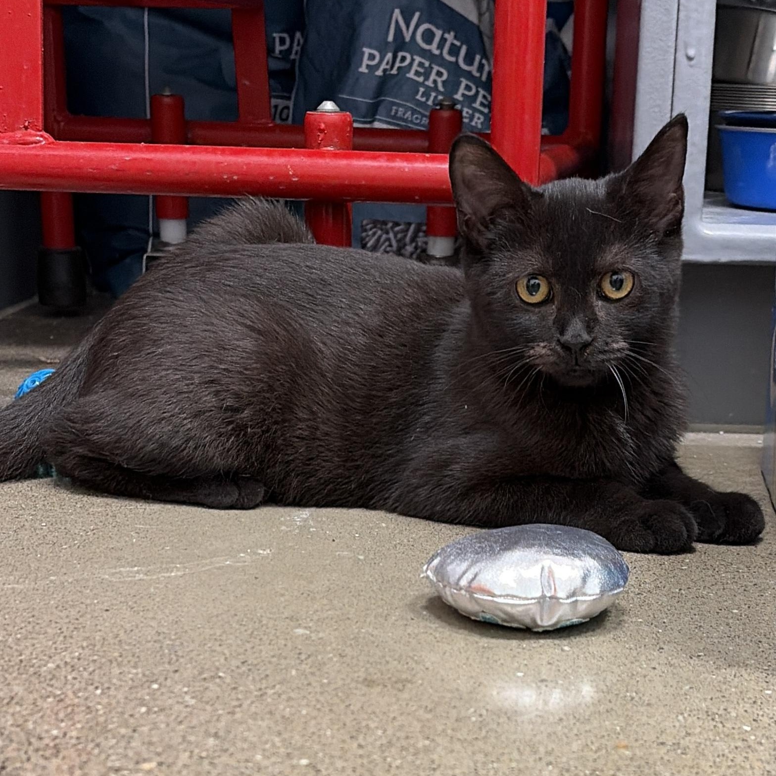 Jersey, a ADOPTABLE Domestic Short Hair in Columbus , OH image 2/6