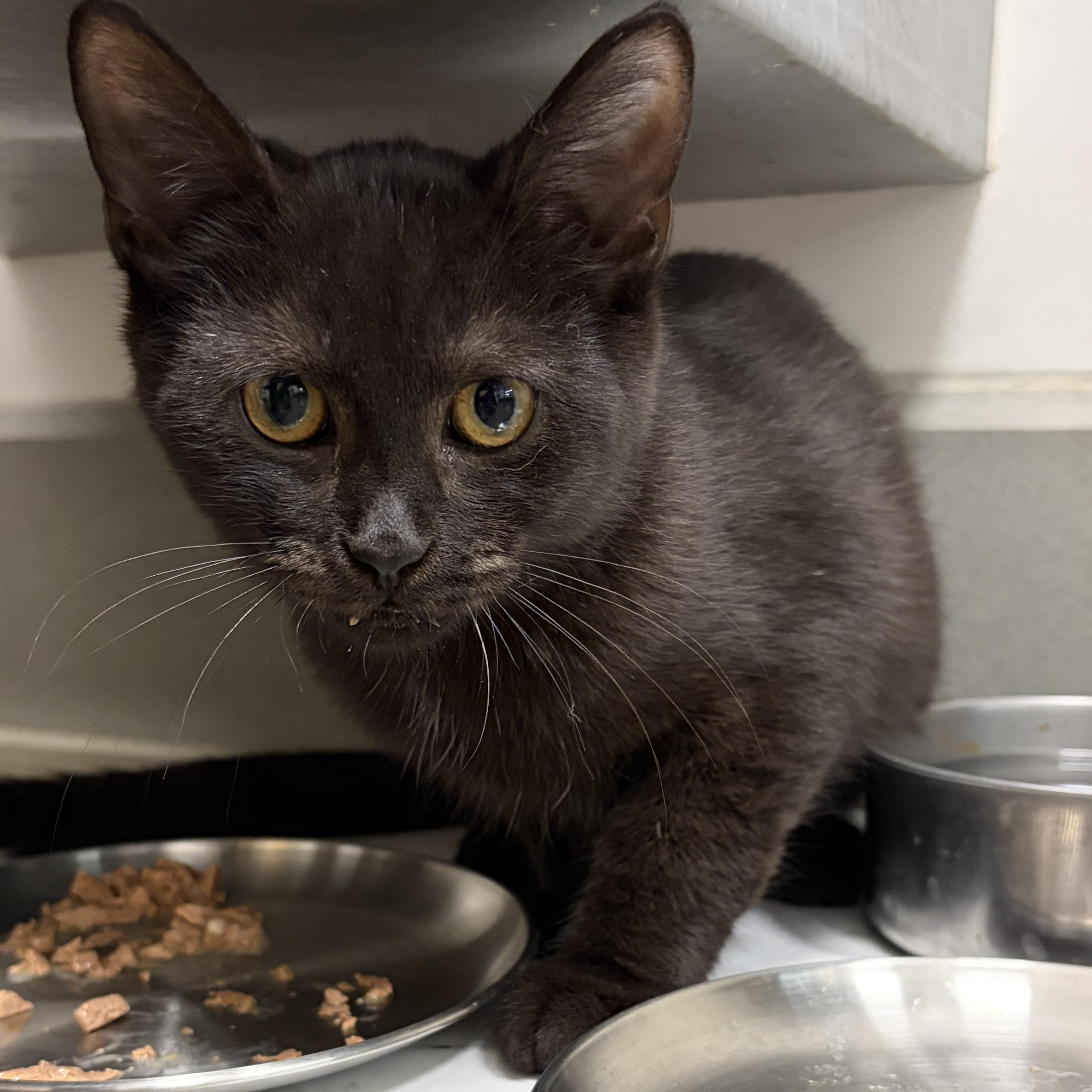 Jersey, a ADOPTABLE Domestic Short Hair in Columbus , OH image 2/3