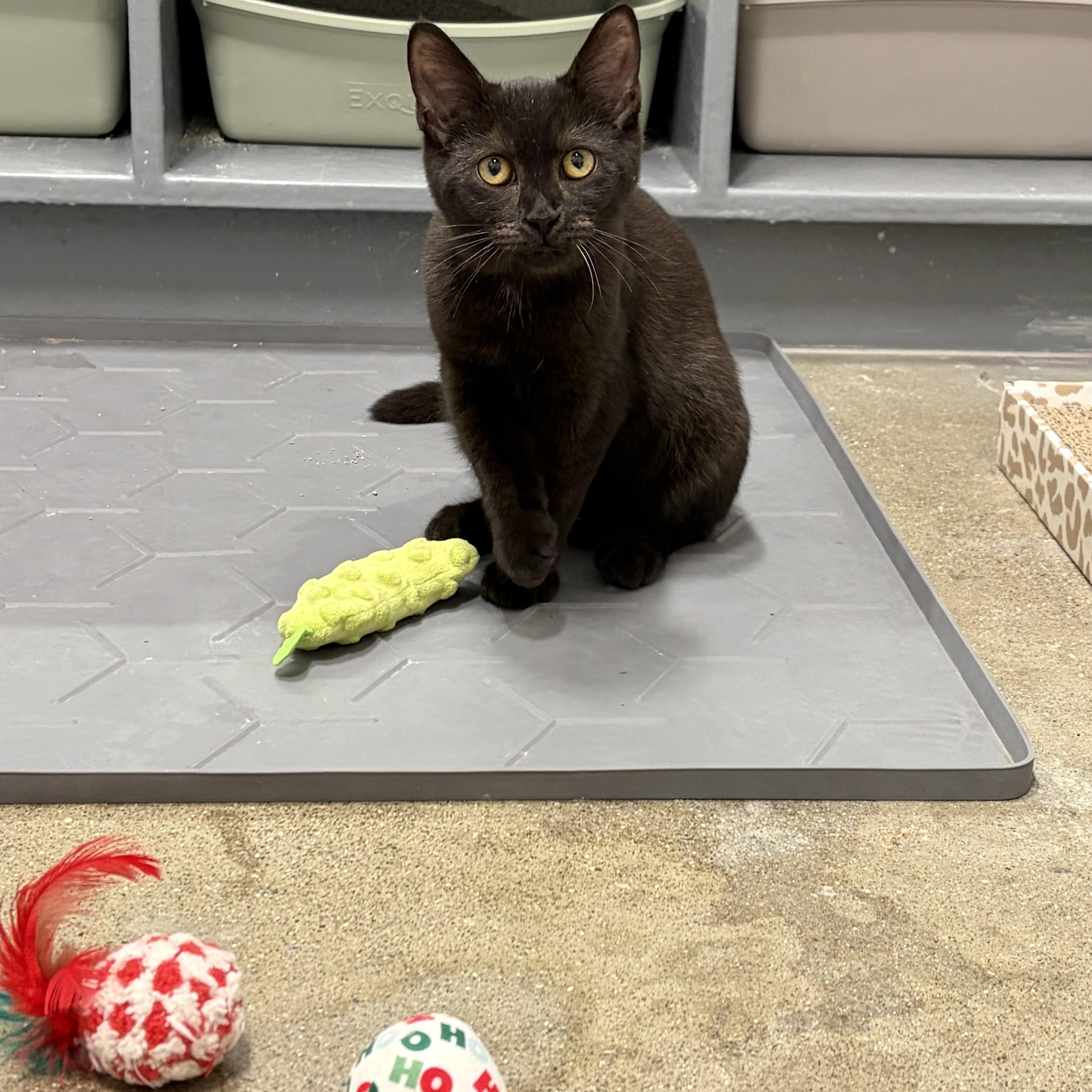 Jersey, a ADOPTABLE Domestic Short Hair in Columbus , OH image 4/6