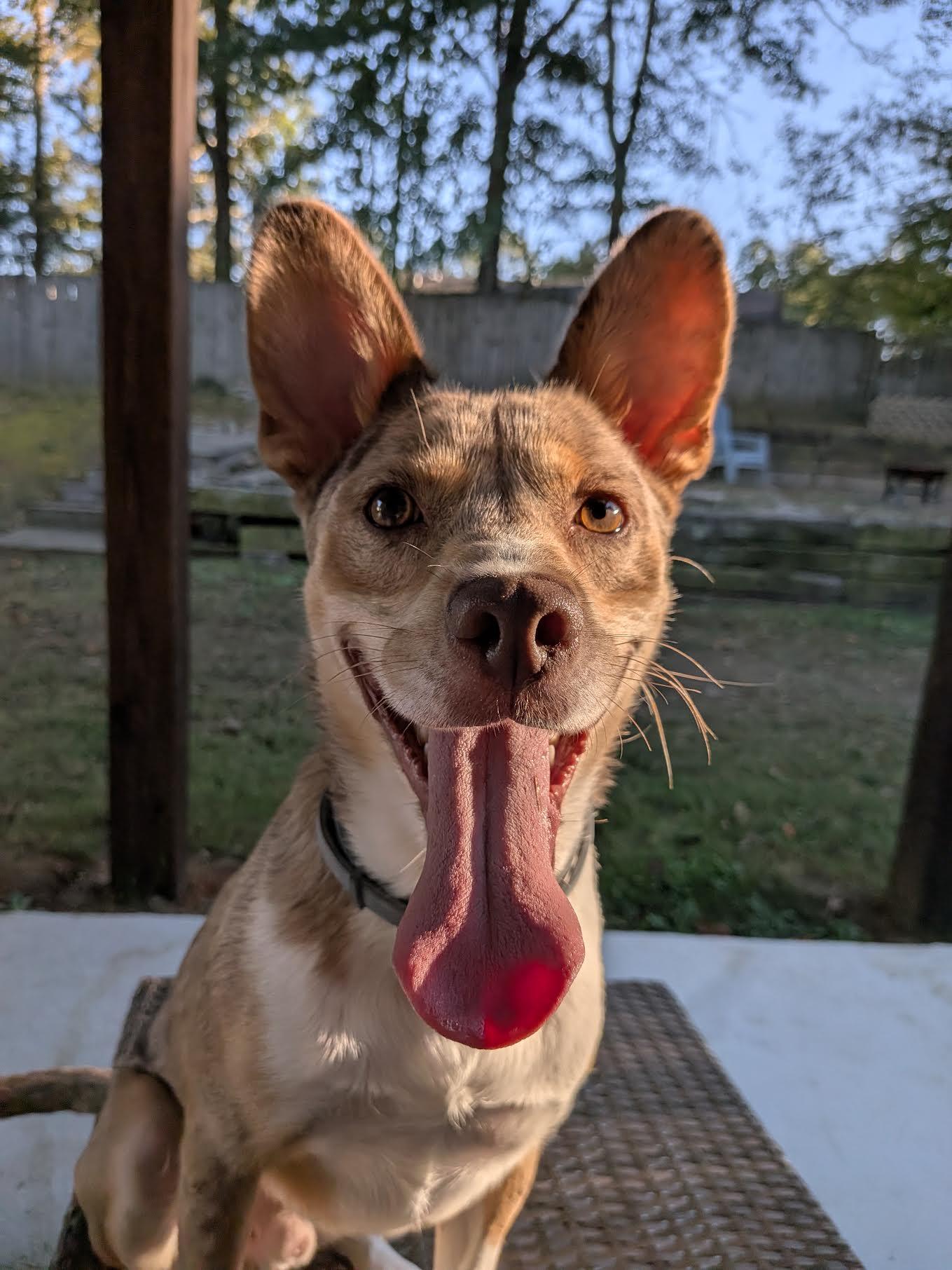 Enlarge Wile E, a Adoptable mixed breed in Cumming, GA image 2/6