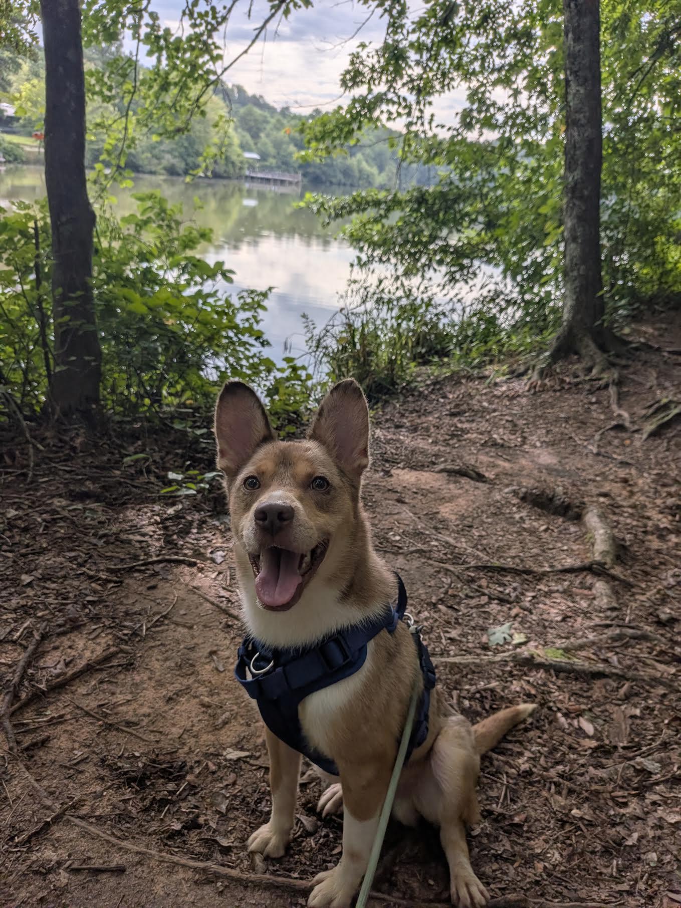 Enlarge Wile E, a Adoptable mixed breed in Cumming, GA image 2/4