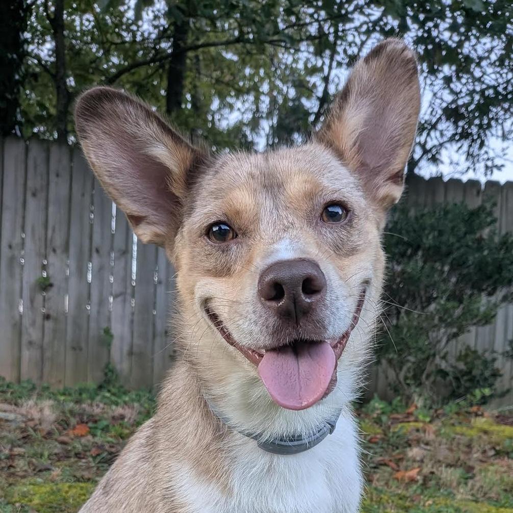 Wile E, Adoptable, Young Male Australian Cattle Dog / Blue Heeler & Australian Shepherd.