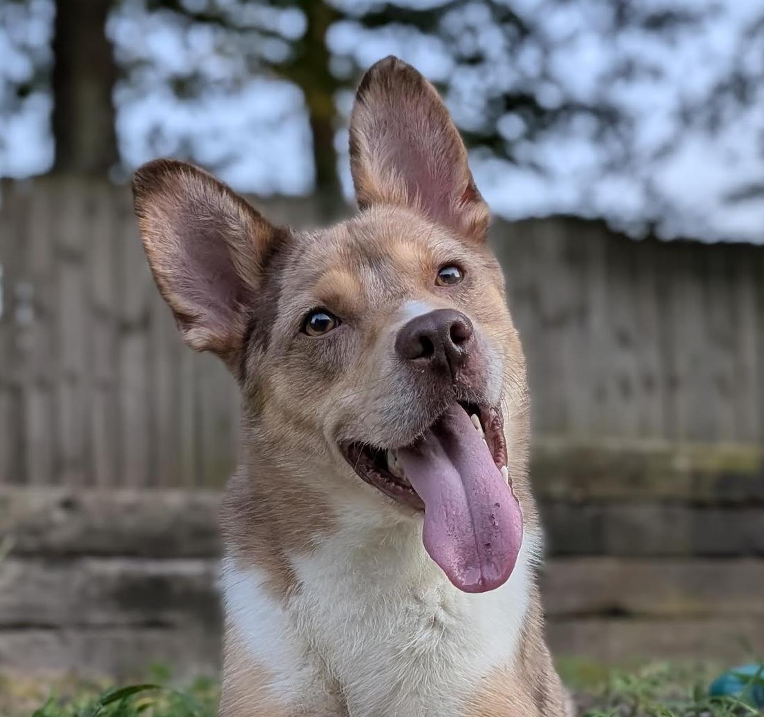 Wile E, Adoptable, Young Male Australian Cattle Dog / Blue Heeler & Australian Shepherd.