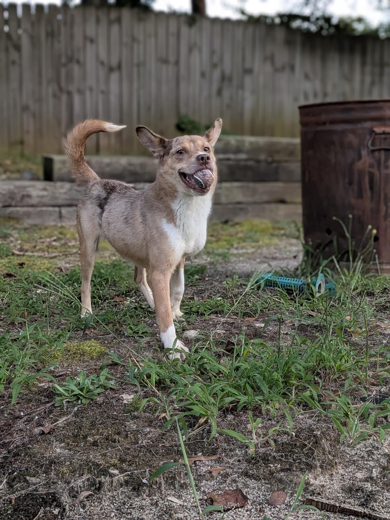 Enlarge Wile E, a Adoptable mixed breed in Cumming, GA image 3/4