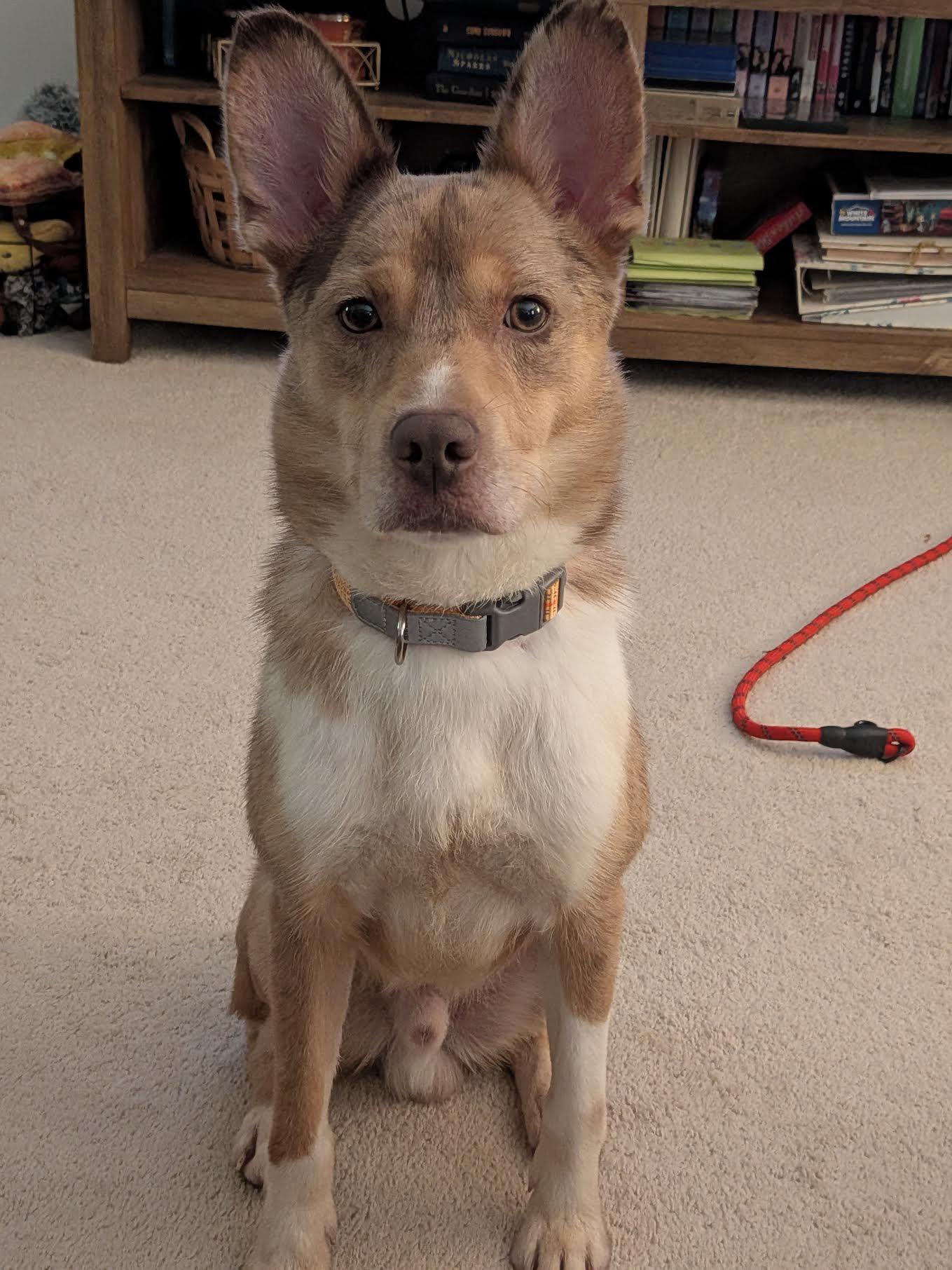 Enlarge Wile E, a Adoptable mixed breed in Cumming, GA image 4/4