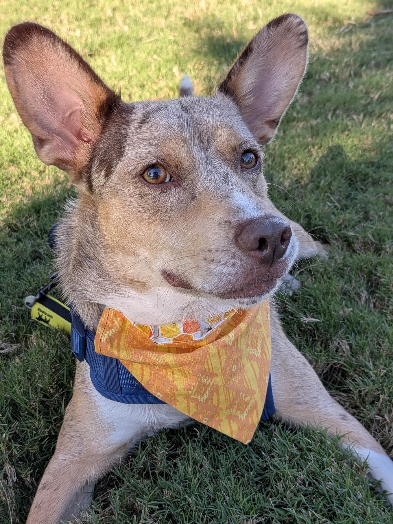 Enlarge Wile E, a Adoptable mixed breed in Cumming, GA image 6/6