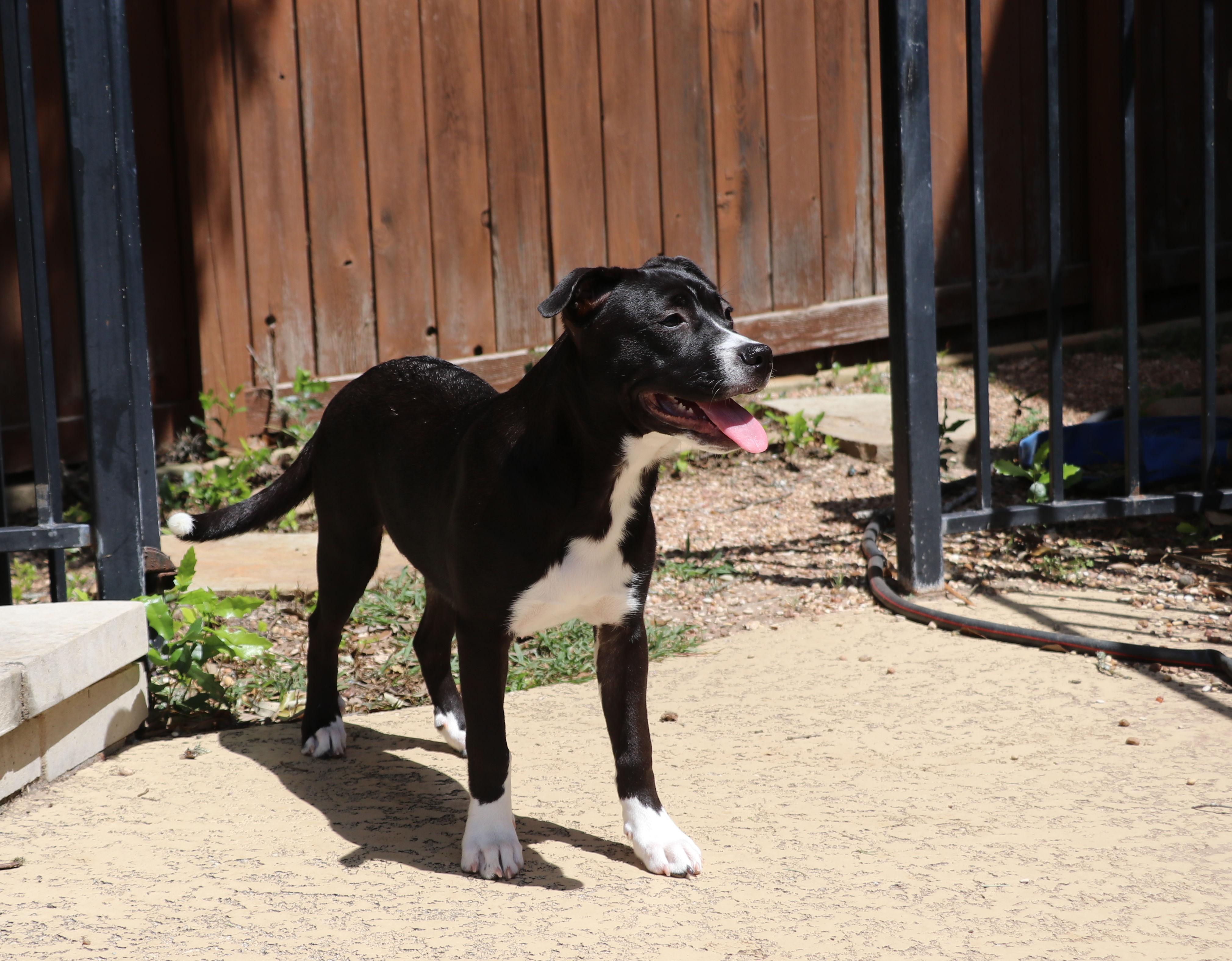 Enlarge Nella, a Adoptable mixed breed in Pflugerville, TX image 2/6