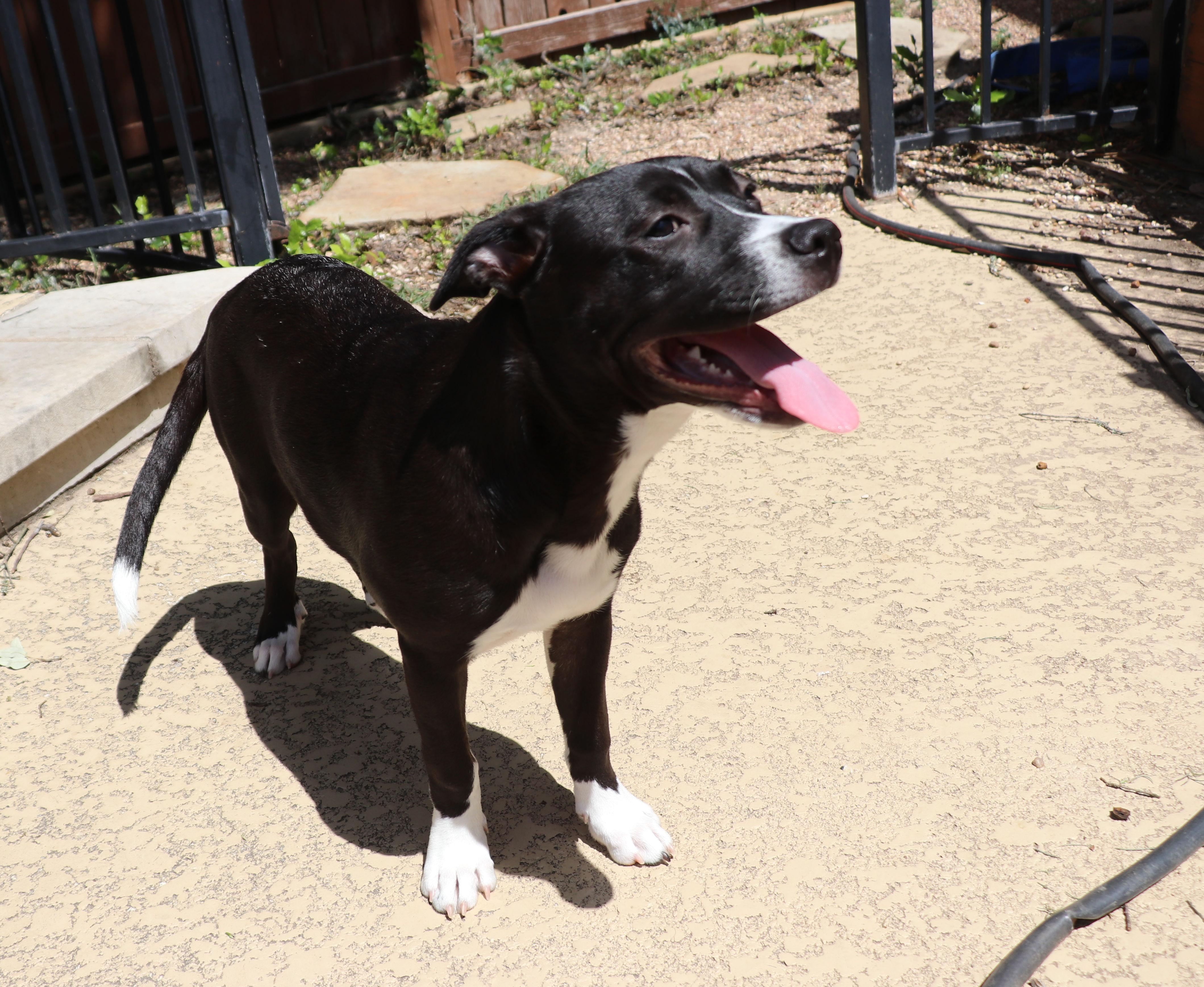 Enlarge Nella, a Adoptable mixed breed in Pflugerville, TX image 3/6