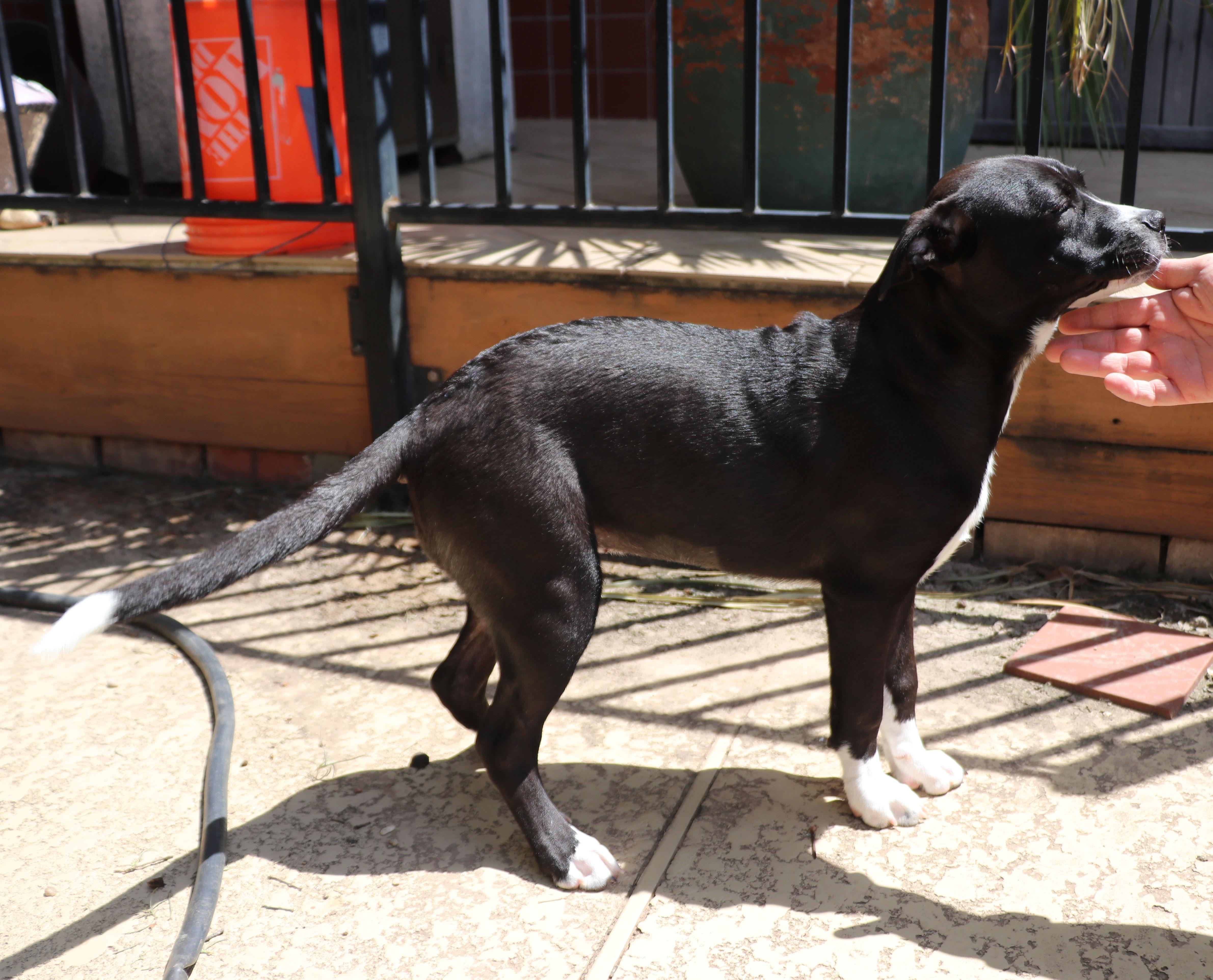 Enlarge Nella, a Adoptable mixed breed in Pflugerville, TX image 4/6