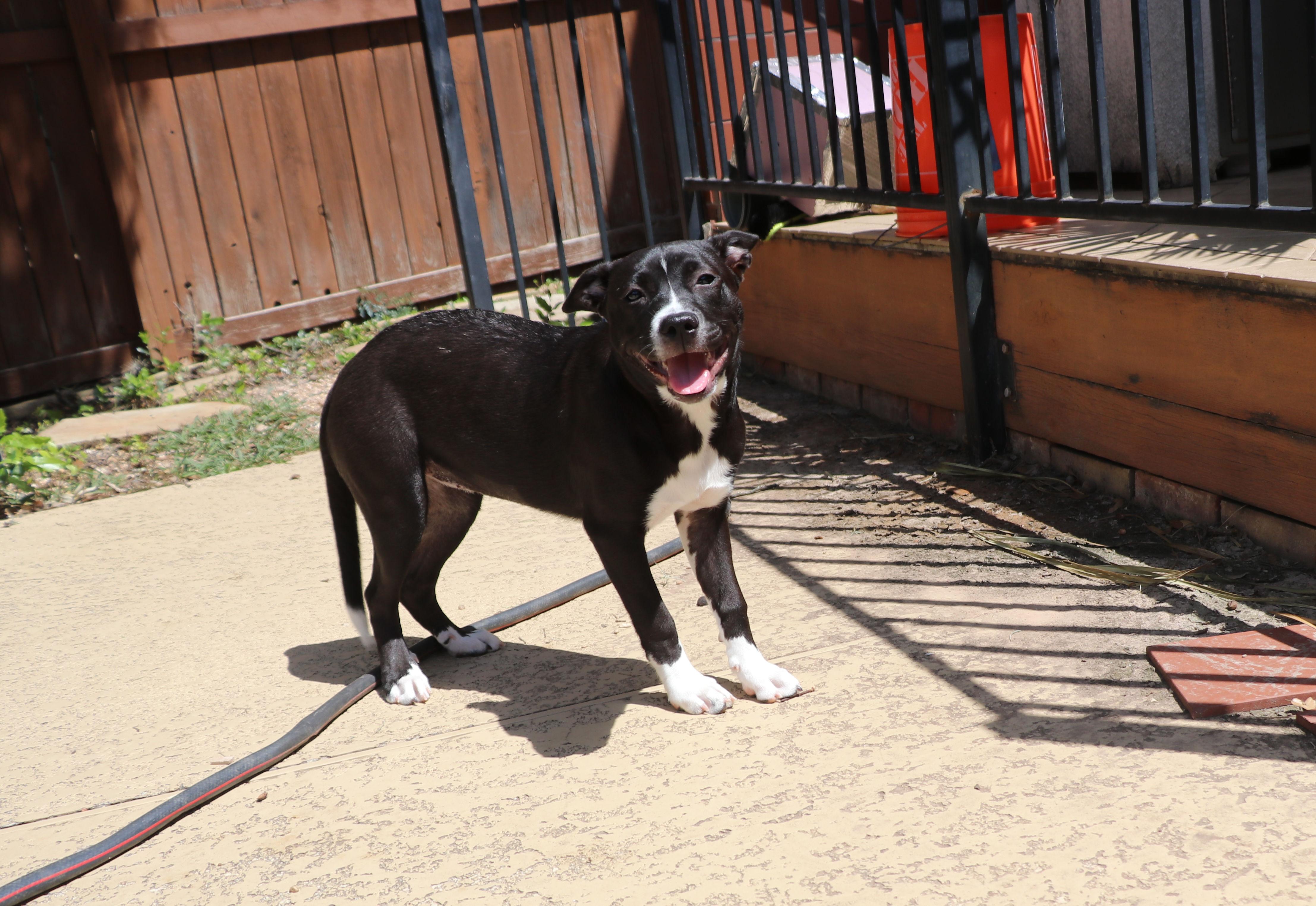 Enlarge Nella, a Adoptable mixed breed in Pflugerville, TX image 5/6