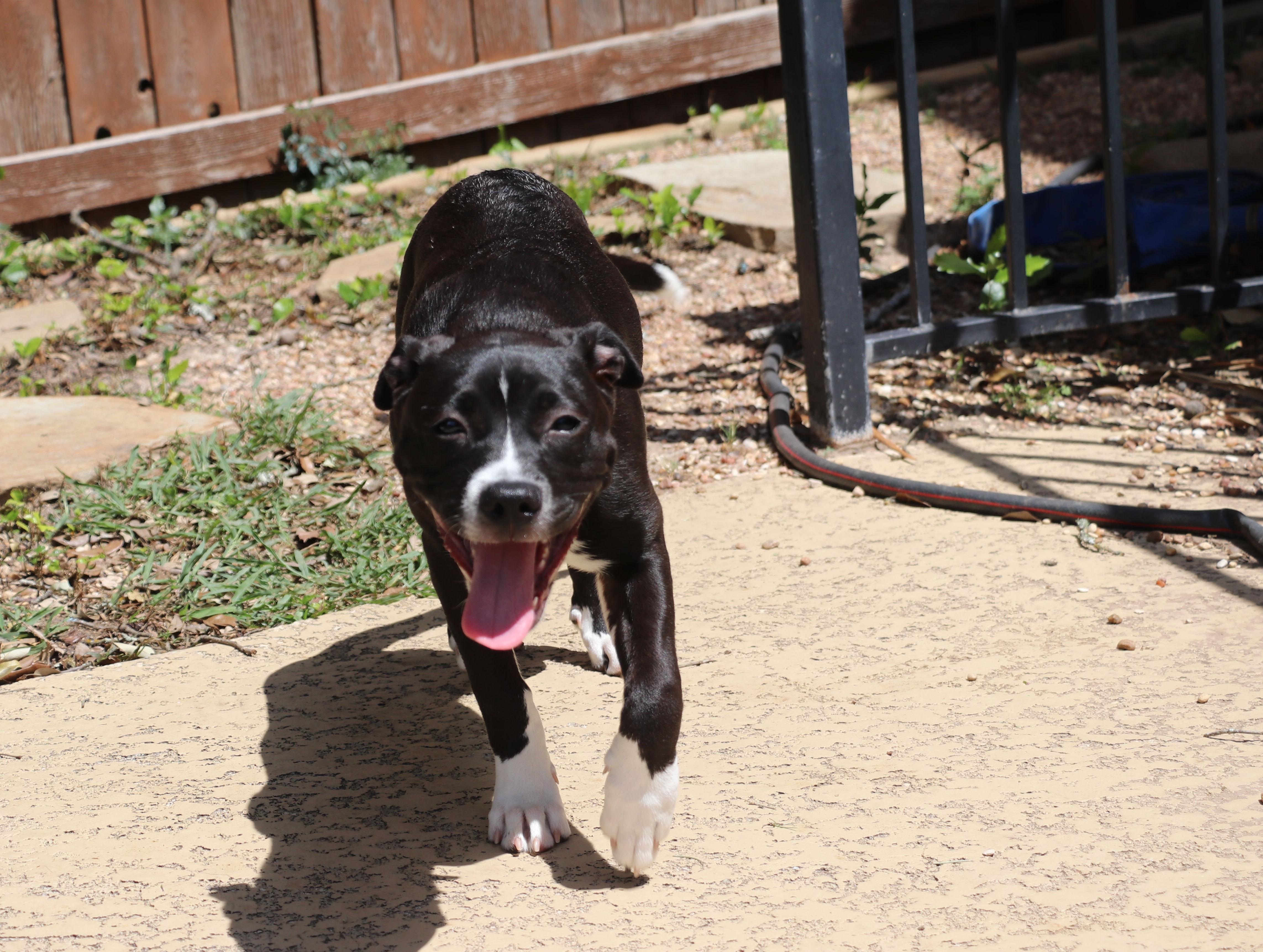 Enlarge Nella, a Adoptable mixed breed in Pflugerville, TX image 6/6