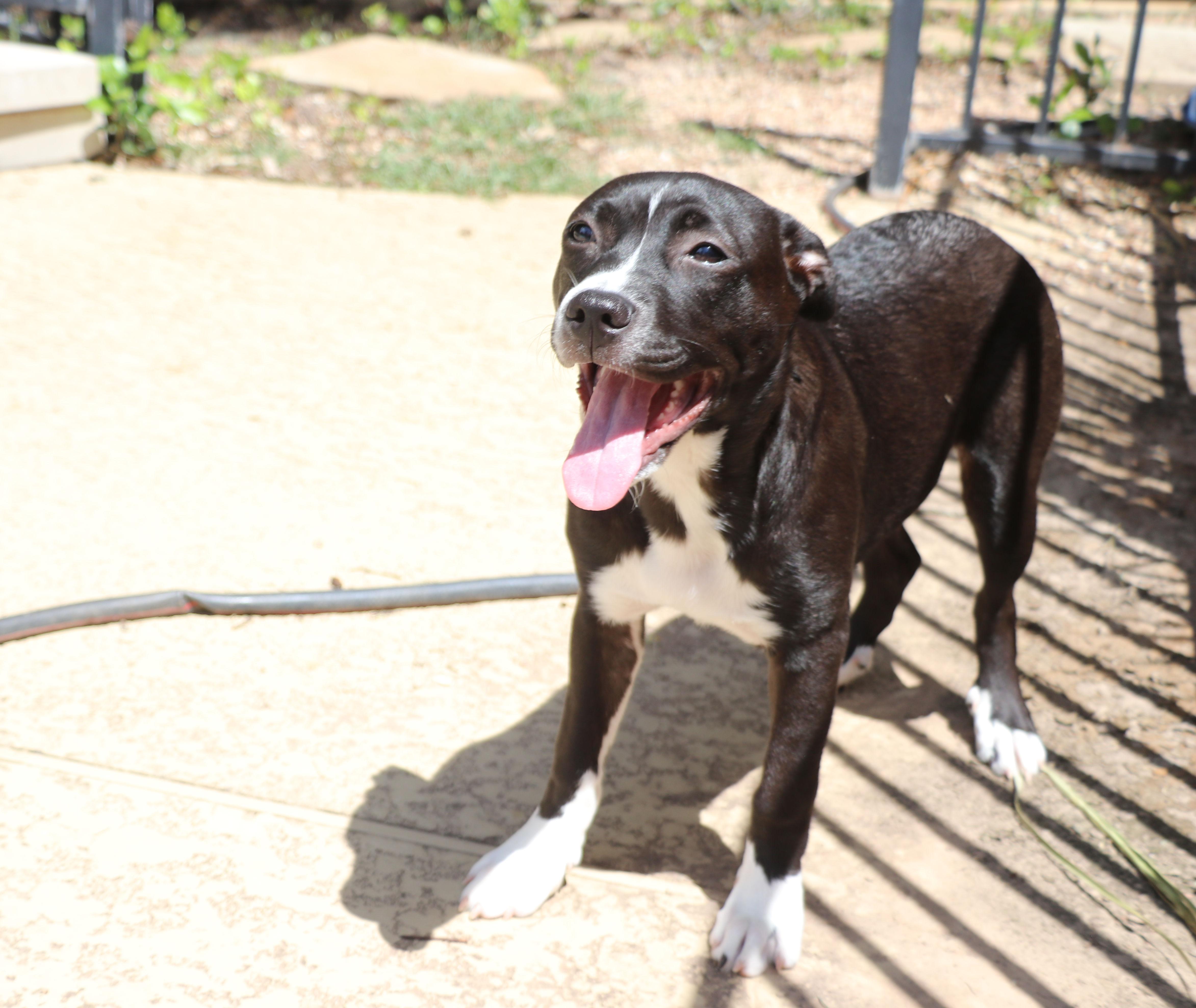 Enlarge Nella, a Adoptable mixed breed in Pflugerville, TX image 1/6