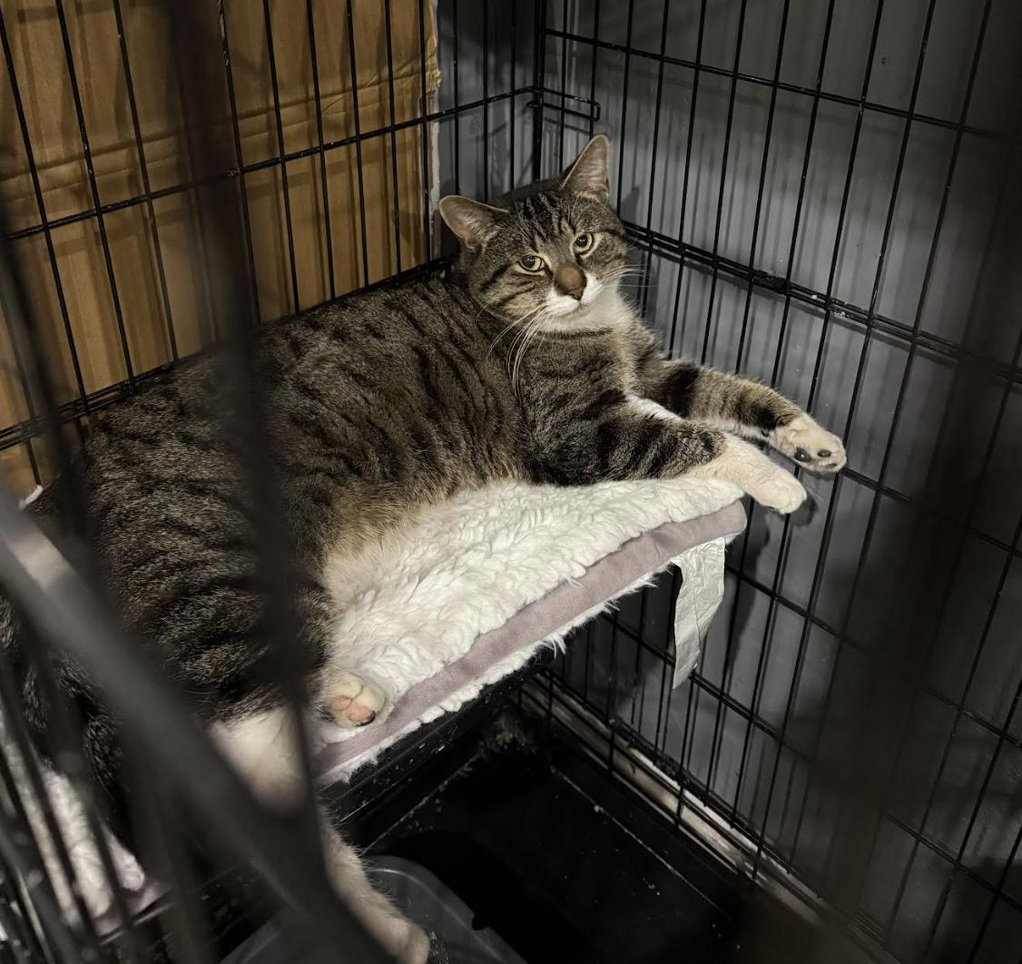 Jackson *foster needed* , ADOPTABLE, Young Male Domestic Short Hair & Tabby.