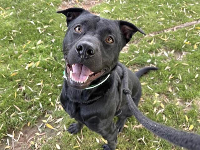 FRY, Adoptable, Young Male Pit Bull Terrier.