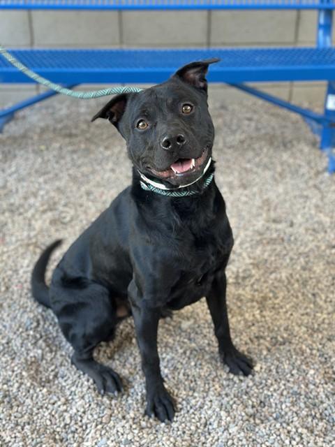 Enlarge FRY, a Adoptable Pit Bull Terrier in Mesa, AZ image 1/1