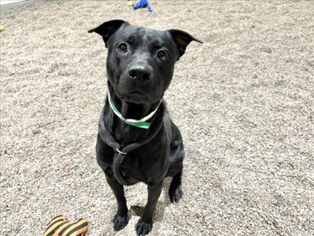 FRY, Adoptable, Young Male Pit Bull Terrier.