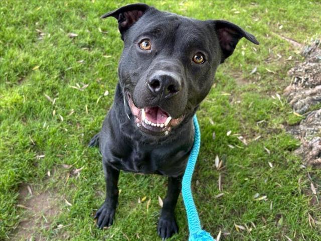 FRY, Adoptable, Young Male Pit Bull Terrier.