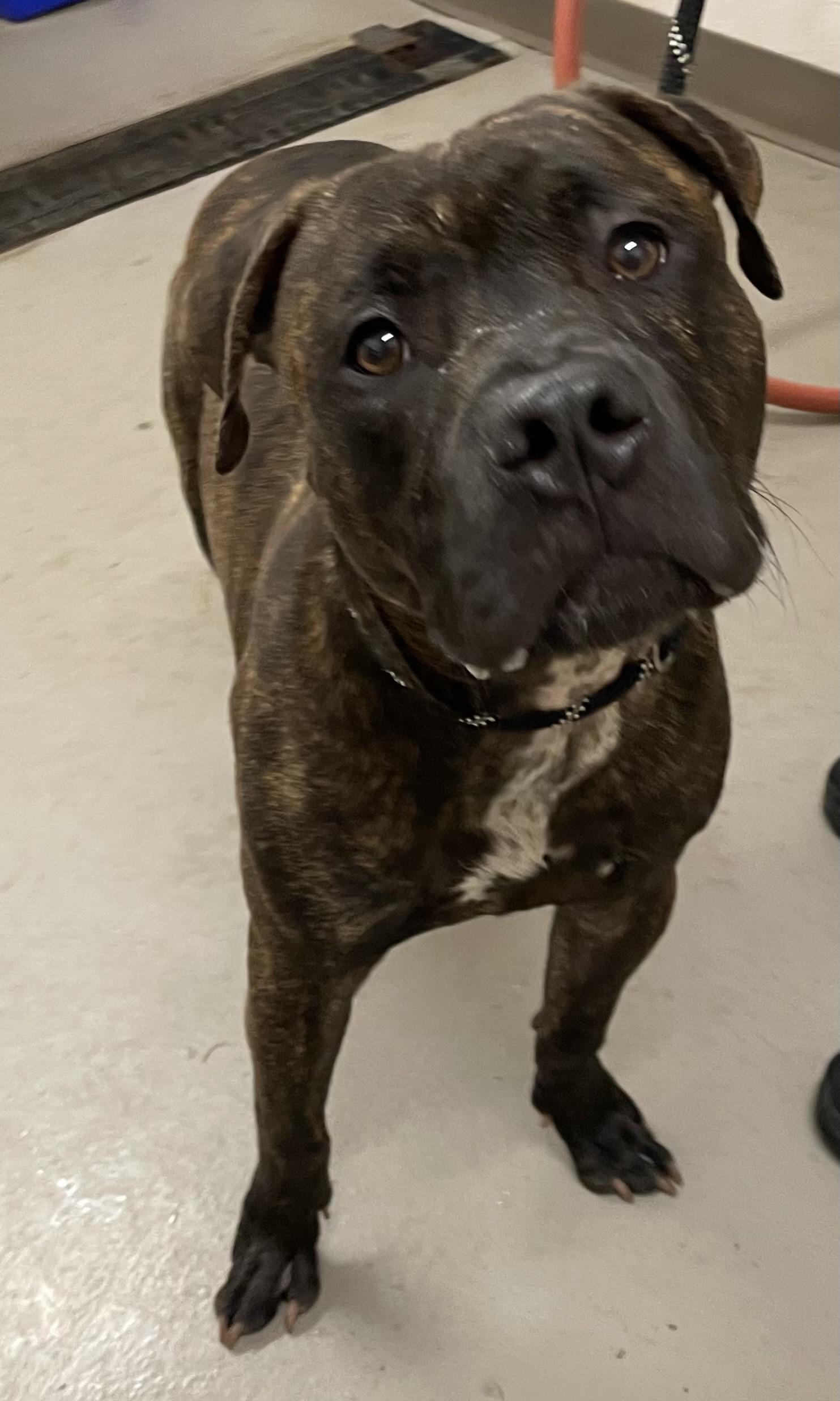 Mason AVAILABLE, Adoptable, Adult Male Pit Bull Terrier.