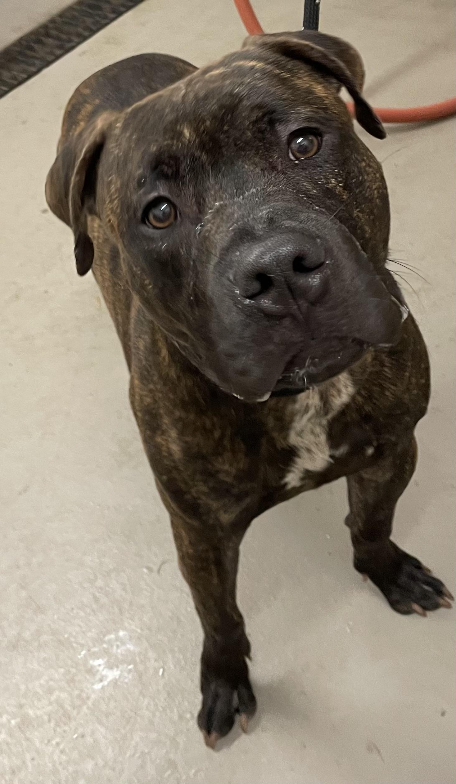 Enlarge Mason AVAILABLE, a Adoptable Pit Bull Terrier in Canton, OH image 2/3