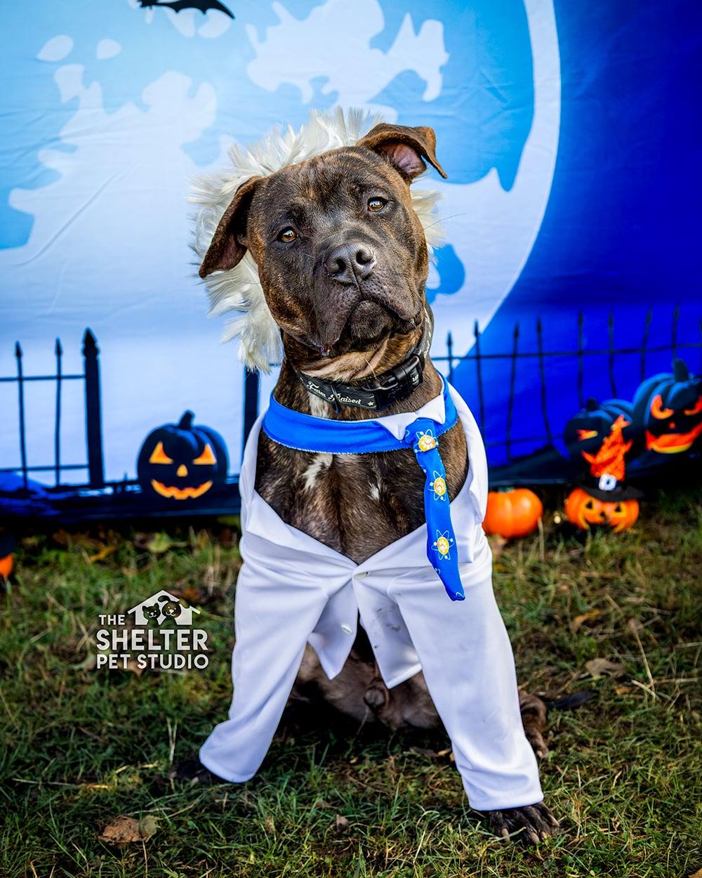 Mason ADOPTED, Adoptable, Adult Male Pit Bull Terrier.