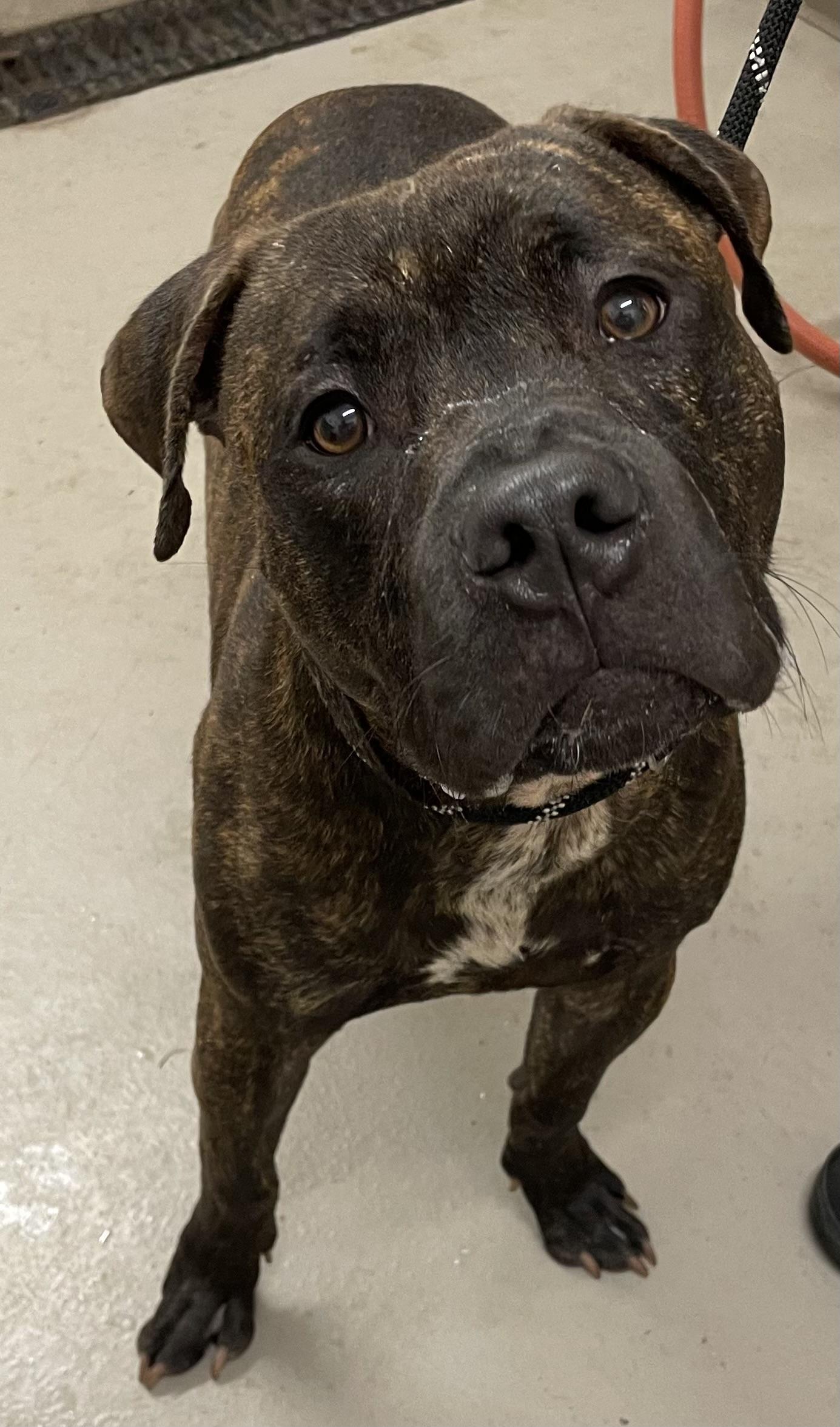 Enlarge Mason AVAILABLE, a Adoptable Pit Bull Terrier in Canton, OH image 3/3