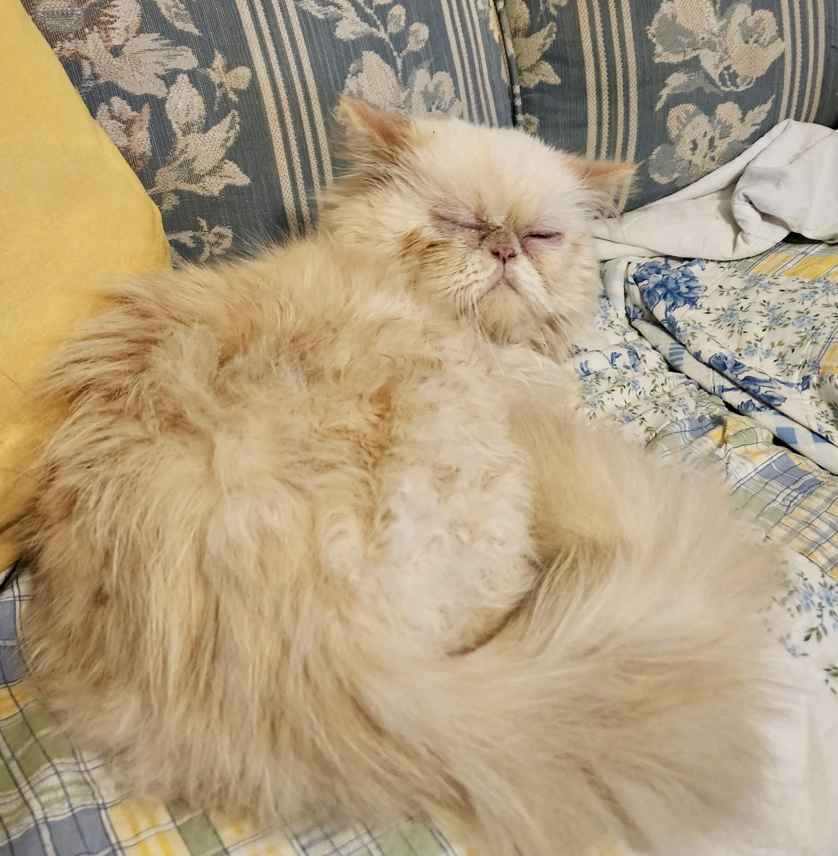 Winston, an adoptable Himalayan in Ladson, SC, 29456 | Photo Image 2