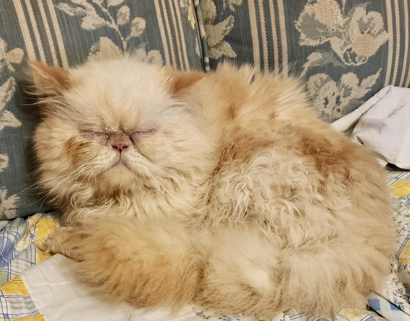 Winston, an adoptable Himalayan in Ladson, SC, 29456 | Photo Image 3