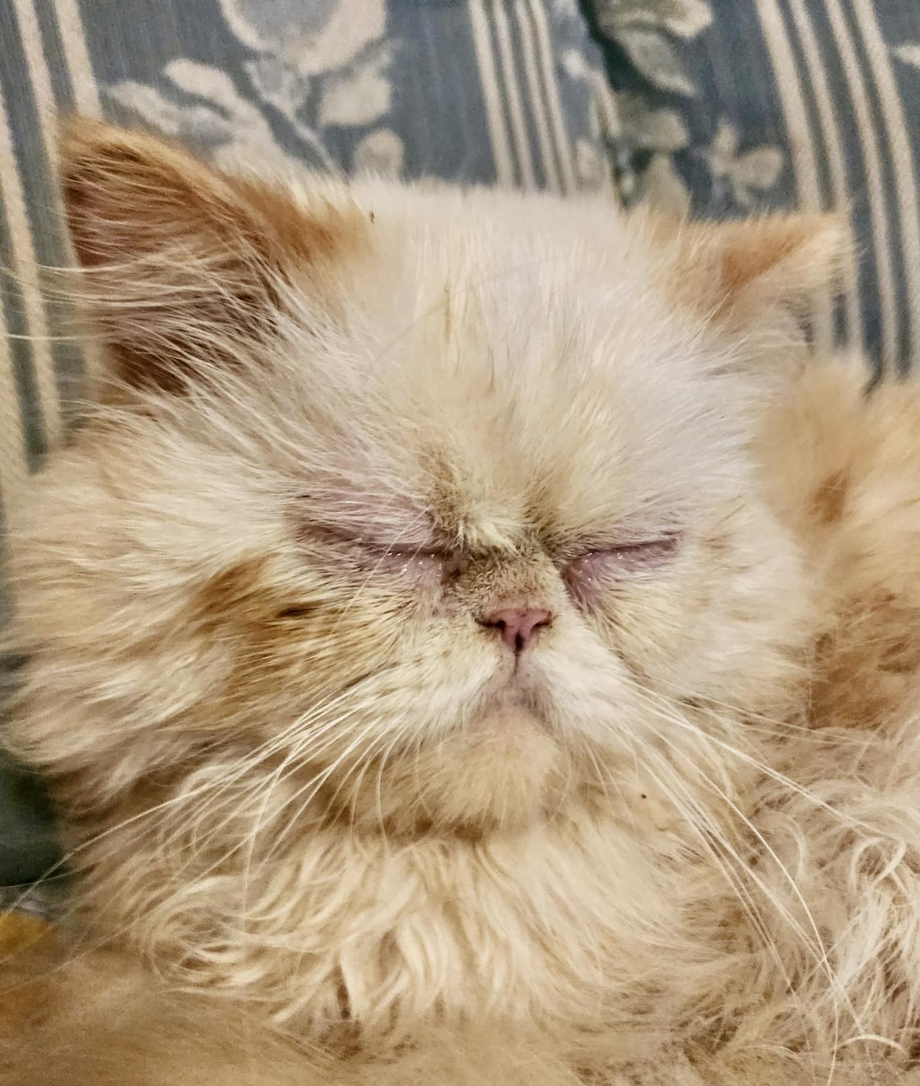 Winston, an adoptable Himalayan in Ladson, SC, 29456 | Photo Image 1