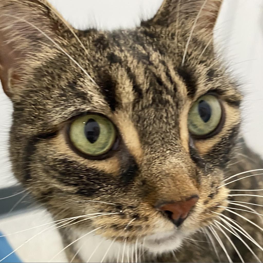 Alice, Adoptable, Adult Female Domestic Short Hair.