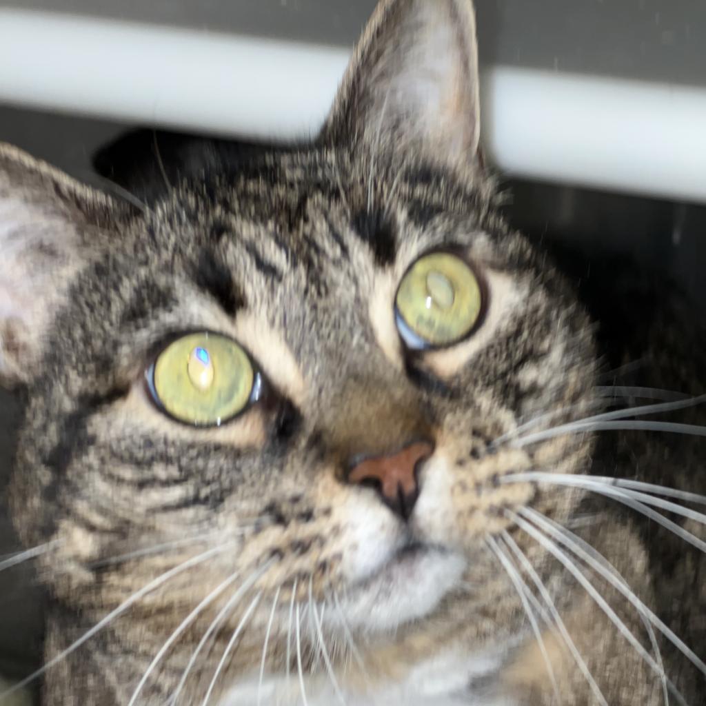 Enlarge Alice, a Adoptable Domestic Short Hair in Oyster Bay, NY image 2/6