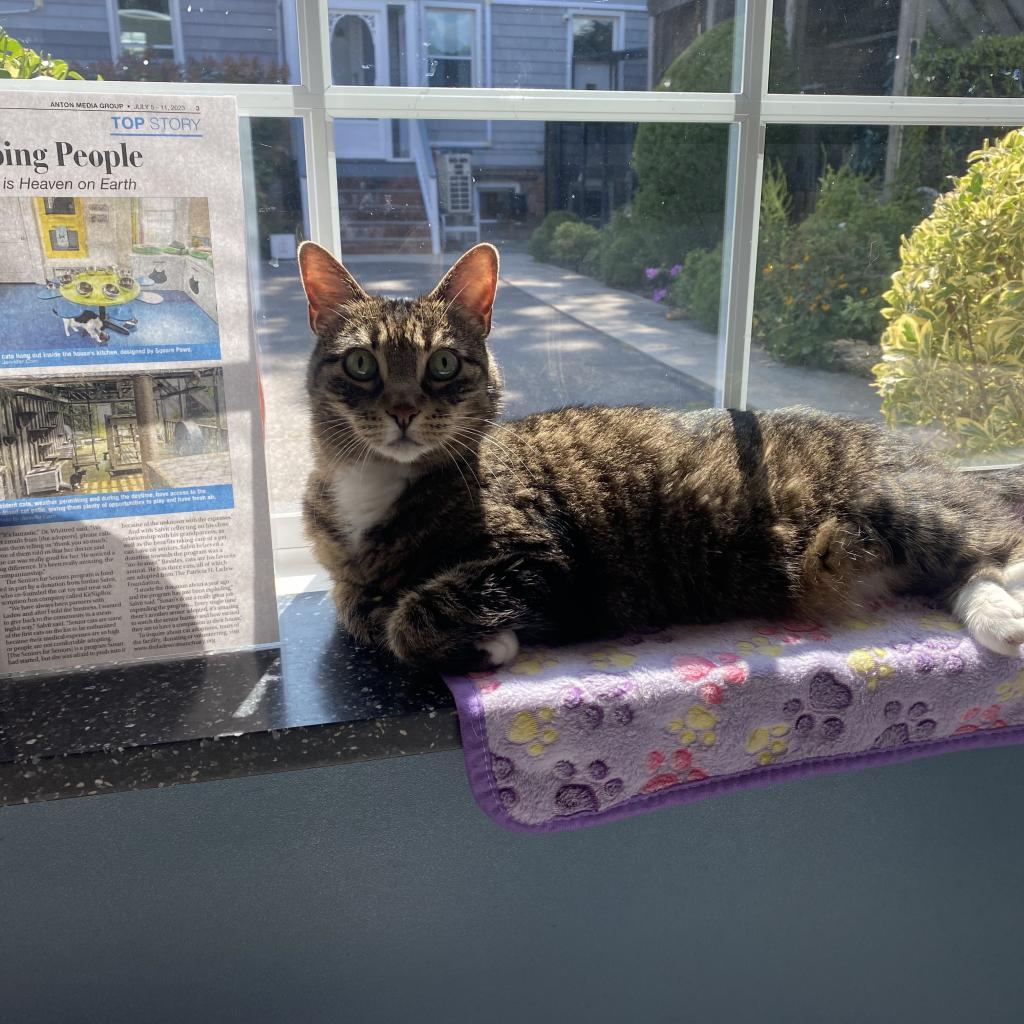 Enlarge Alice, a Adoptable Domestic Short Hair in Oyster Bay, NY image 3/6