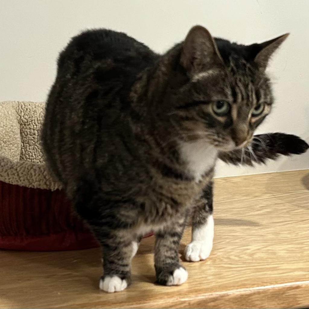 Enlarge Alice, a Adoptable Domestic Short Hair in Oyster Bay, NY image 4/6