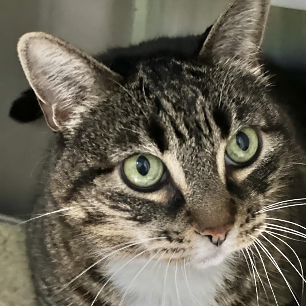 Enlarge Alice, a Adoptable Domestic Short Hair in Oyster Bay, NY image 5/6