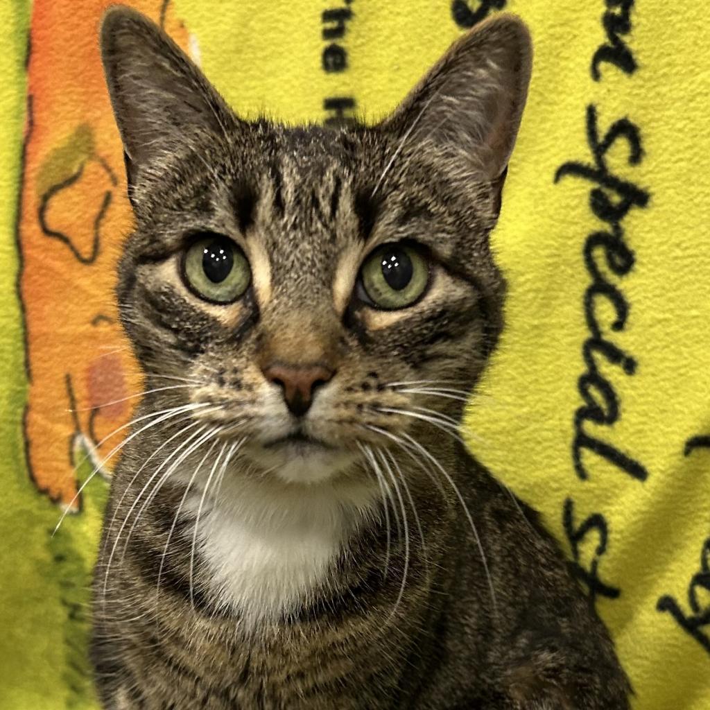 Enlarge Alice, a Adoptable Domestic Short Hair in Oyster Bay, NY image 6/6