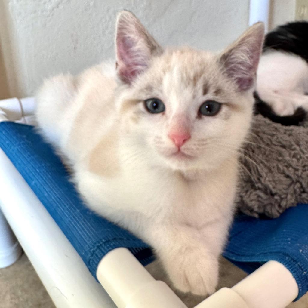 Arbor, Adoptable, Kitten Female Domestic Short Hair.