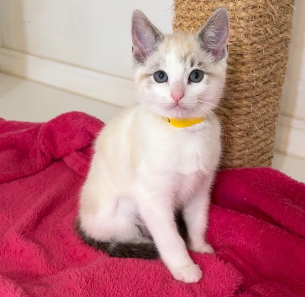 Enlarge Arbor, a Adoptable mixed breed in Cambria, CA image 2/4