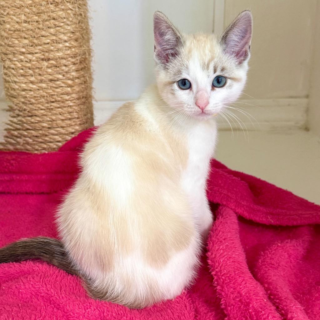 Enlarge Arbor, a Adoptable mixed breed in Cambria, CA image 3/4