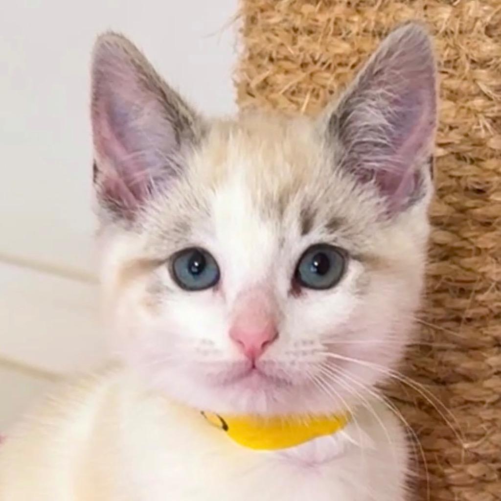 Enlarge Arbor, a Adoptable mixed breed in Cambria, CA image 4/4