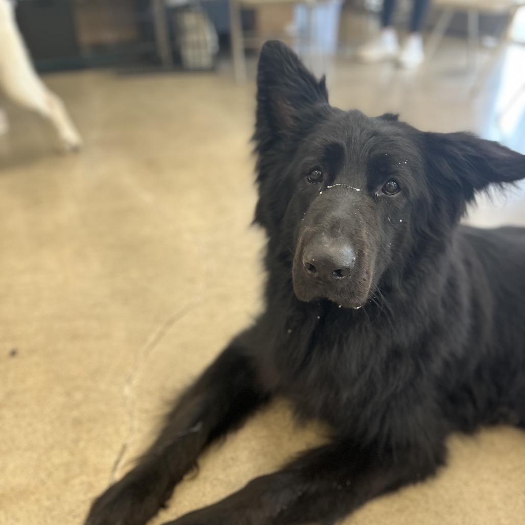 Gunner, Adoptable, Adult Male German Shepherd Dog.