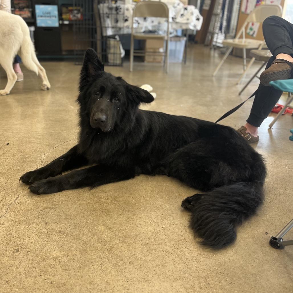 Enlarge Gunner, a Adoptable German Shepherd Dog in Pittsburg, KS image 2/4