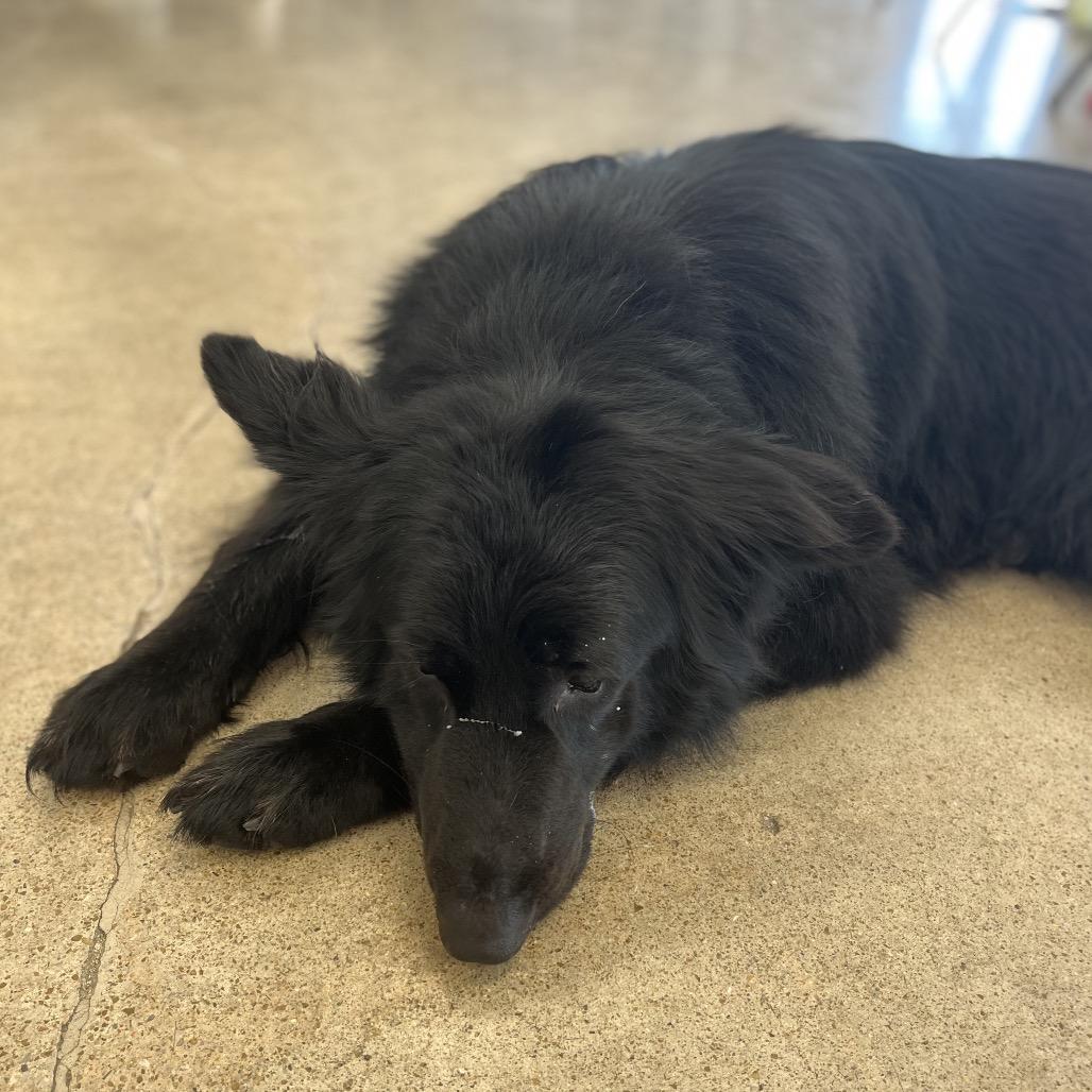 Enlarge Gunner, a Adoptable German Shepherd Dog in Pittsburg, KS image 4/4