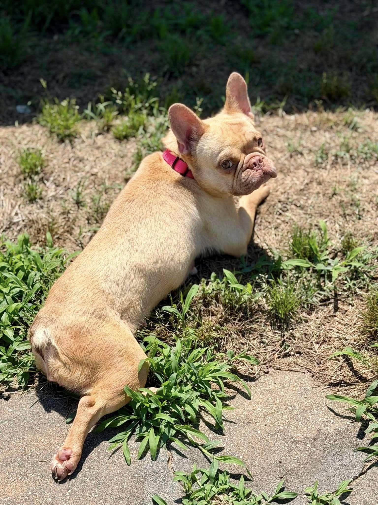 Enlarge ChickPea, a ADOPTABLE French Bulldog in Yorktown, VA image 5/6