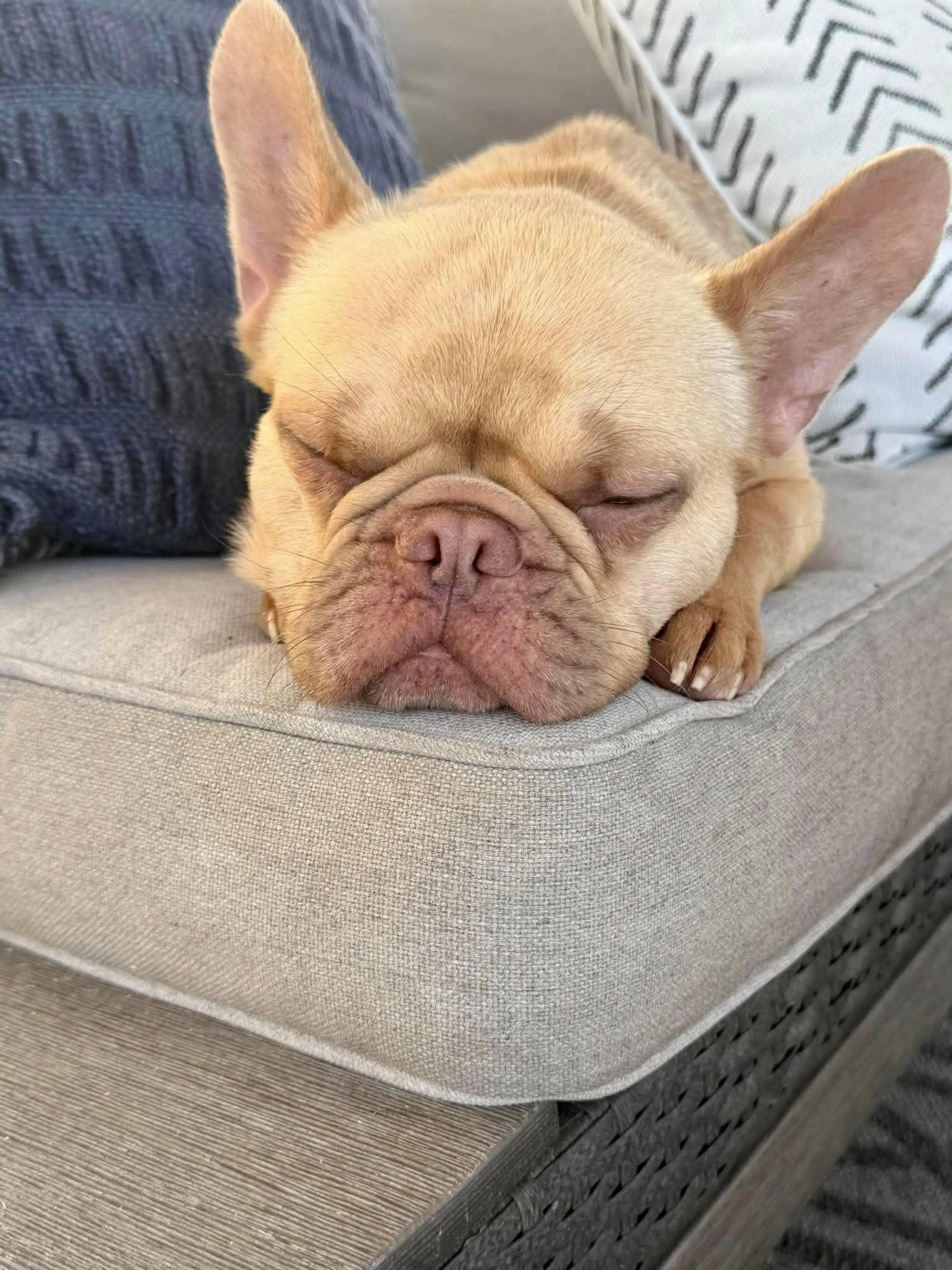 Enlarge ChickPea, a ADOPTABLE French Bulldog in Yorktown, VA image 4/6