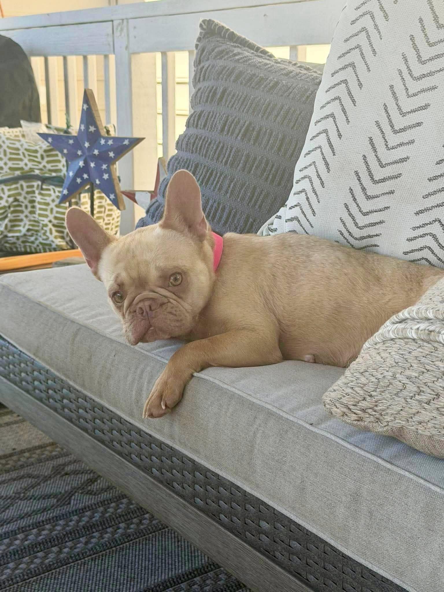 Enlarge ChickPea, a ADOPTABLE French Bulldog in Yorktown, VA image 3/6