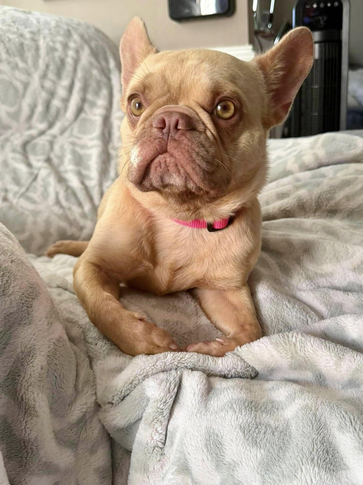 ChickPea, ADOPTABLE, Adult Female French Bulldog.