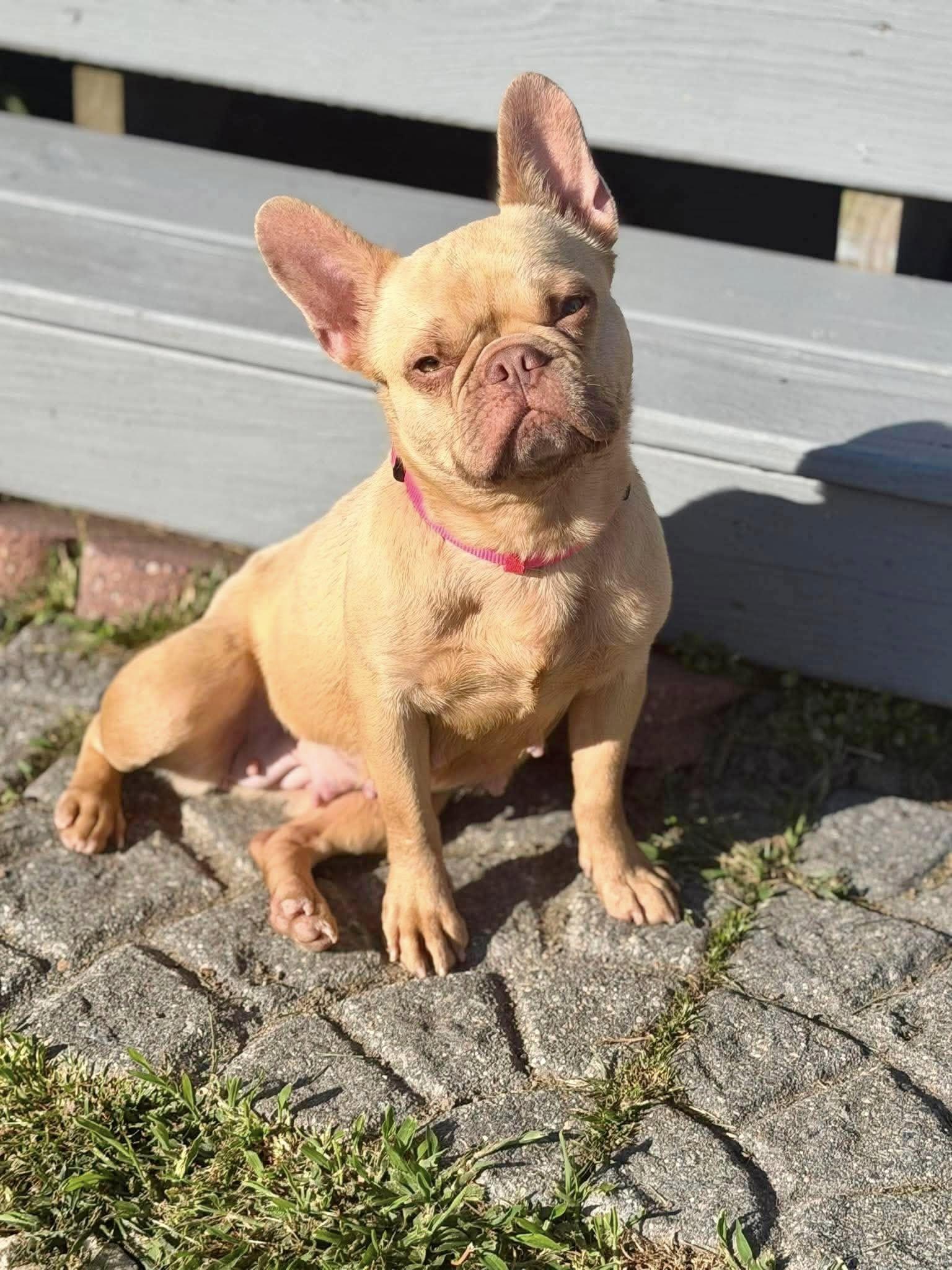 Enlarge ChickPea, a ADOPTABLE French Bulldog in Yorktown, VA image 6/6